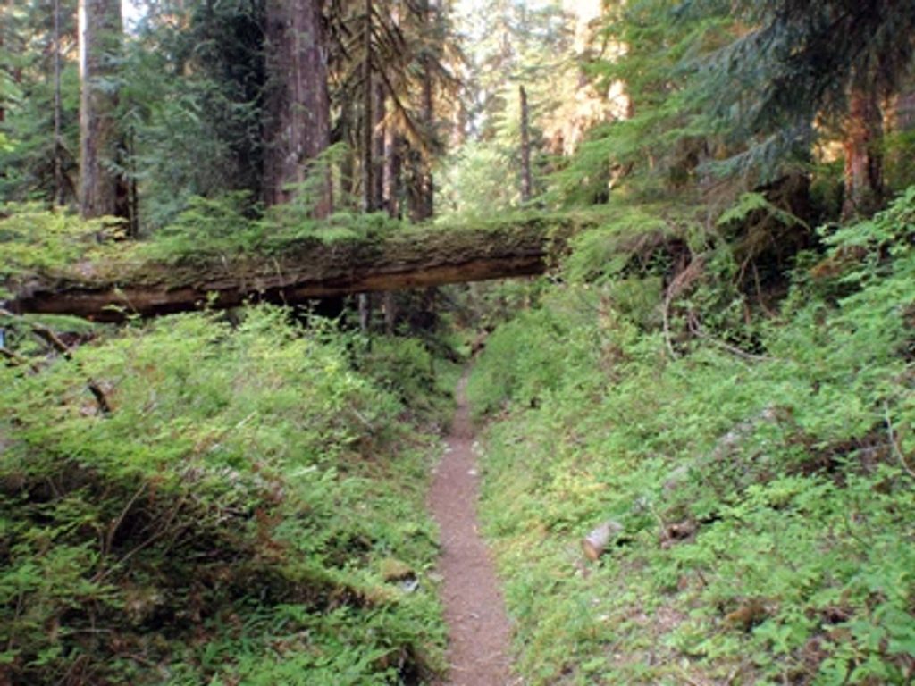 North Fork Skokomish River Trail to Big Log Camp, Olympic National Park