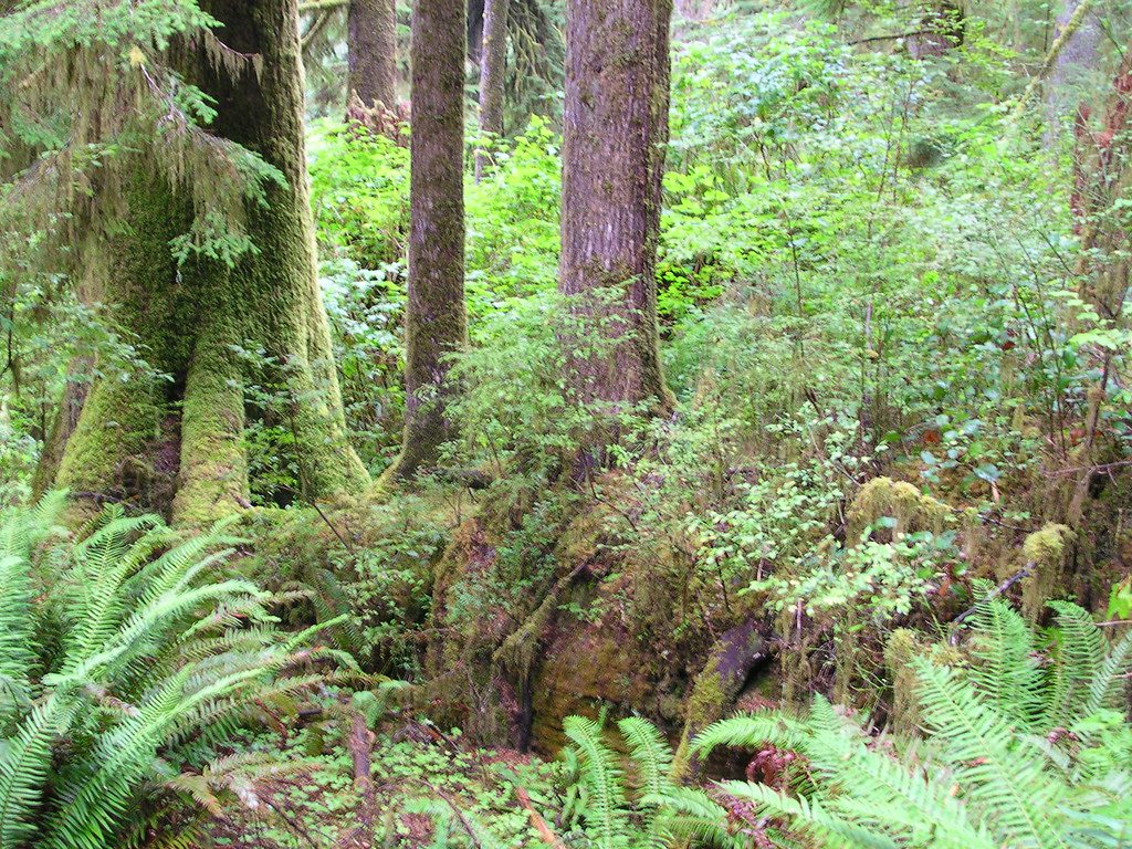 Quinault Rain Forest Nature Trail, Olympic National Park