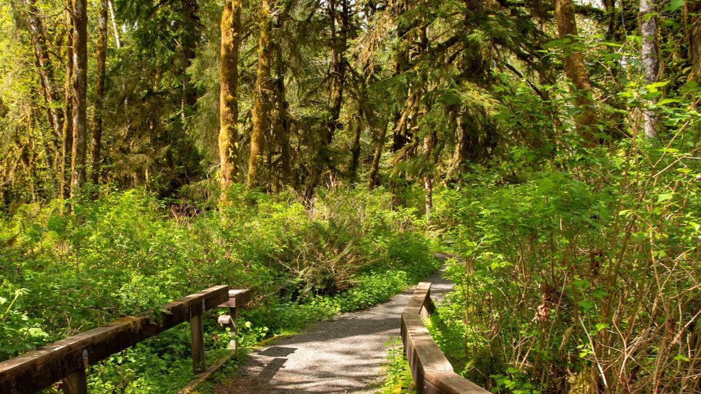 Maple Glade Rain Forest Trail, Olympic National Park