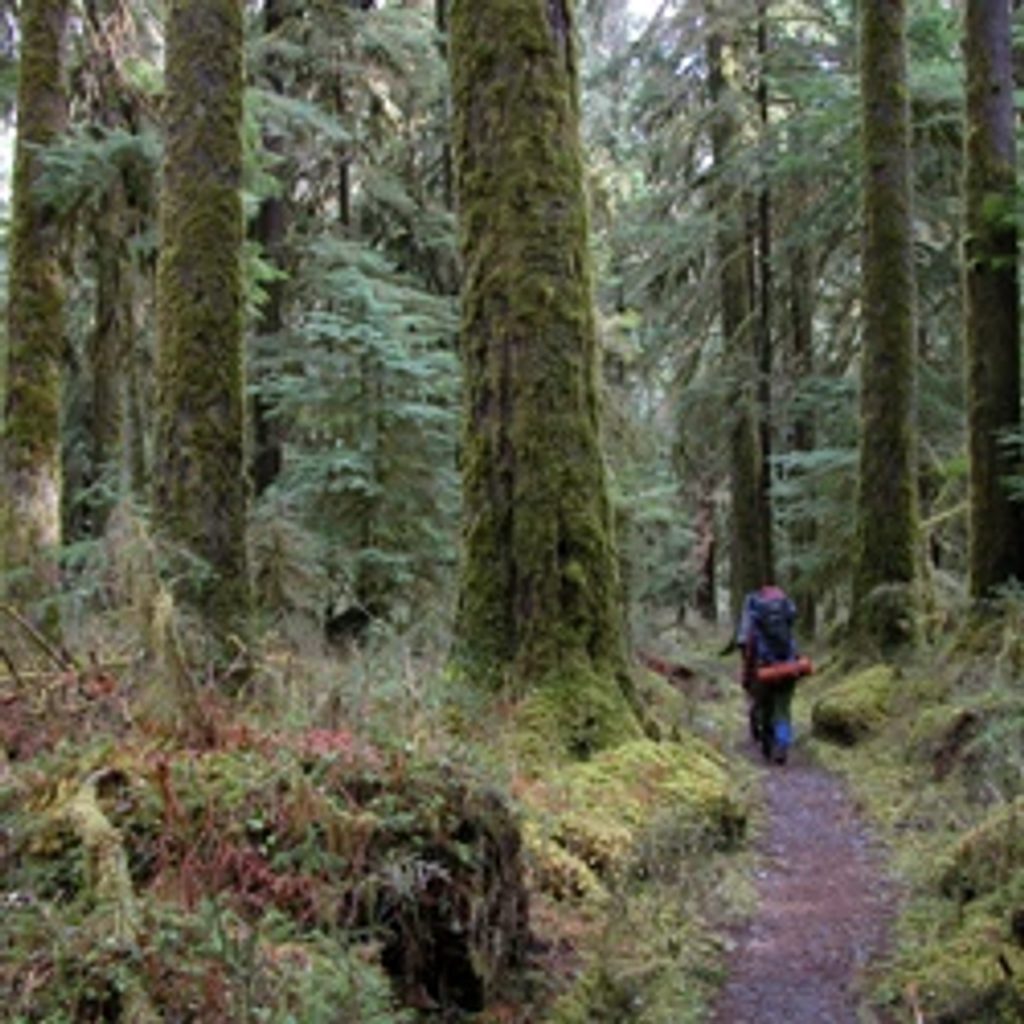 Hoh River Trail to Five Mile Island, Olympic National Park
