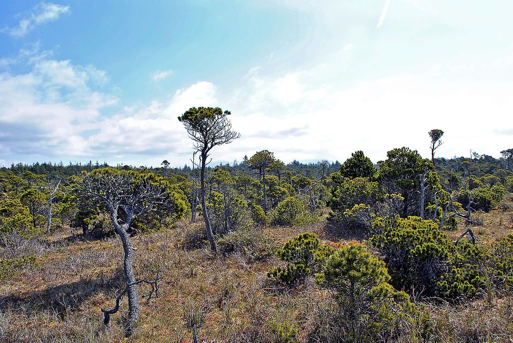 Shorepine Bog Trail, Pacific Rim National Park Reserve
