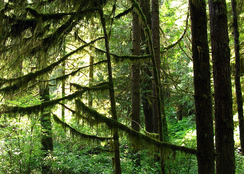Rainforest Trail, Pacific Rim National Park Reserve