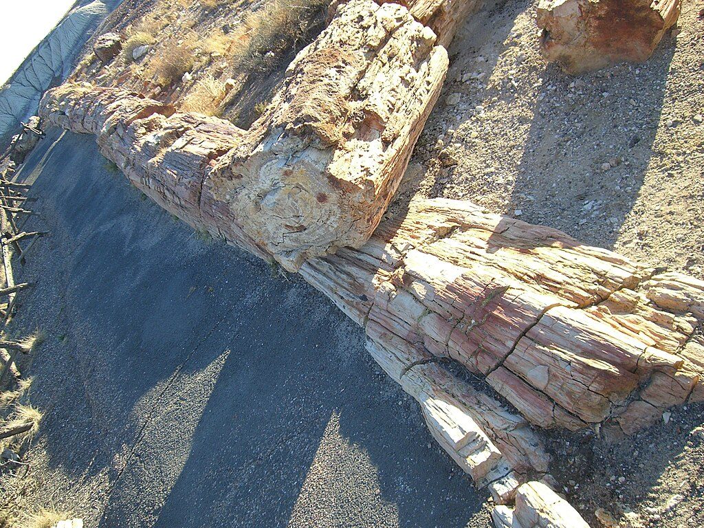 Crystal Forest Trail, Petrified Forest National Park