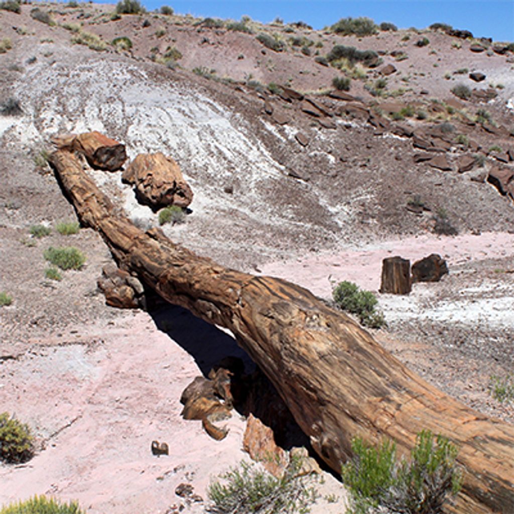Onyx Bridge Trail, Petrified Forest National Park