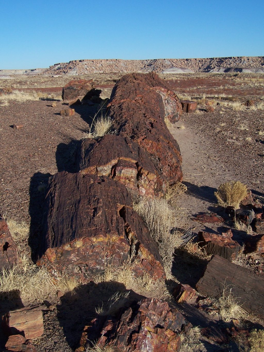 Giant Logs Loop, Petrified Forest National Park