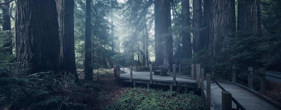 River Path and Warden's Path, Pfeiffer Big Sur State Park