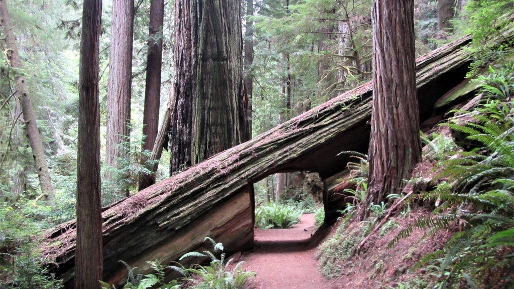 Karl Knapp Trail, Redwood National Park