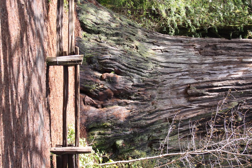 Big Tree Wayside, Redwood National Park