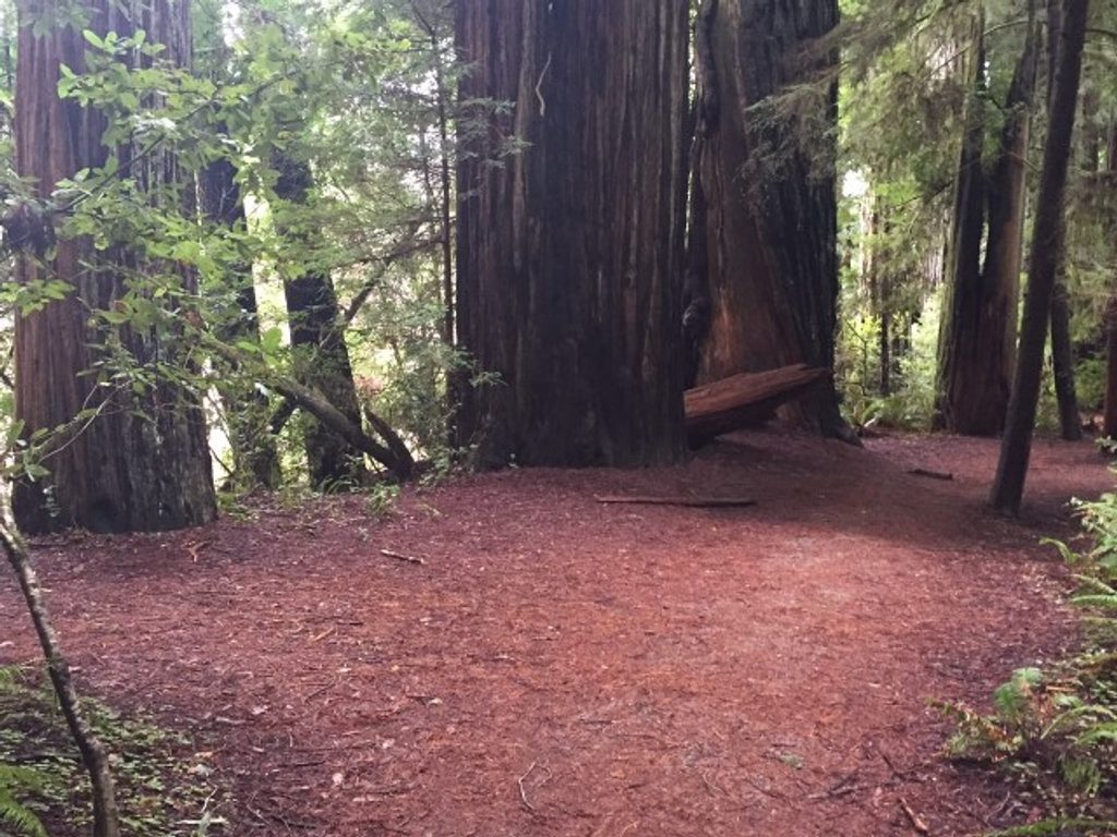 River Trail, Redwood National Park