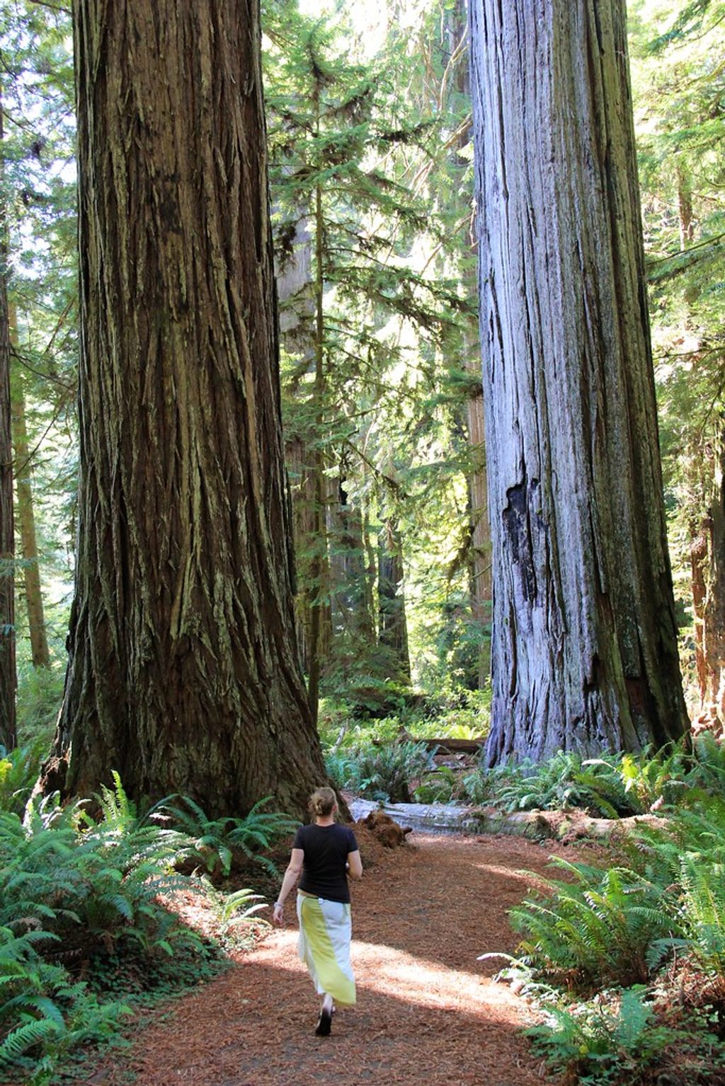 Circle Trail, Redwood National Park