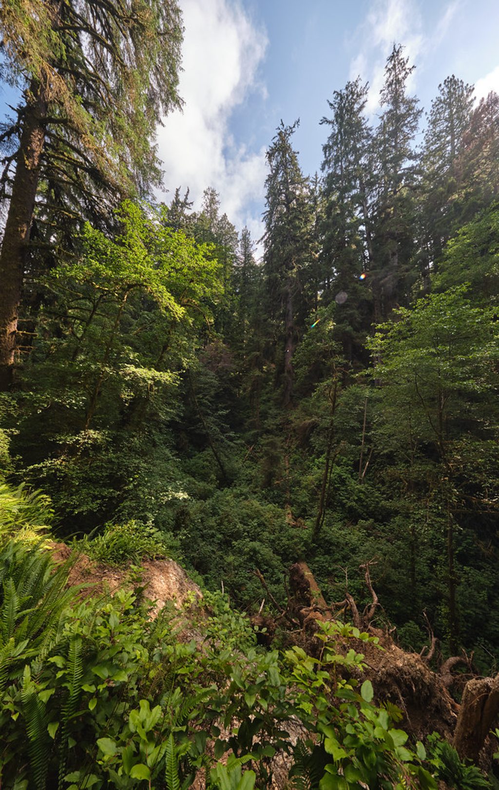James Irvine Trail, Redwood National Park