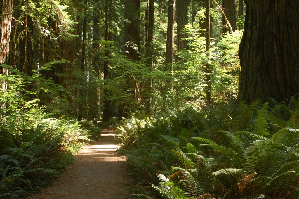 Stout Grove Trail, Redwood National Park