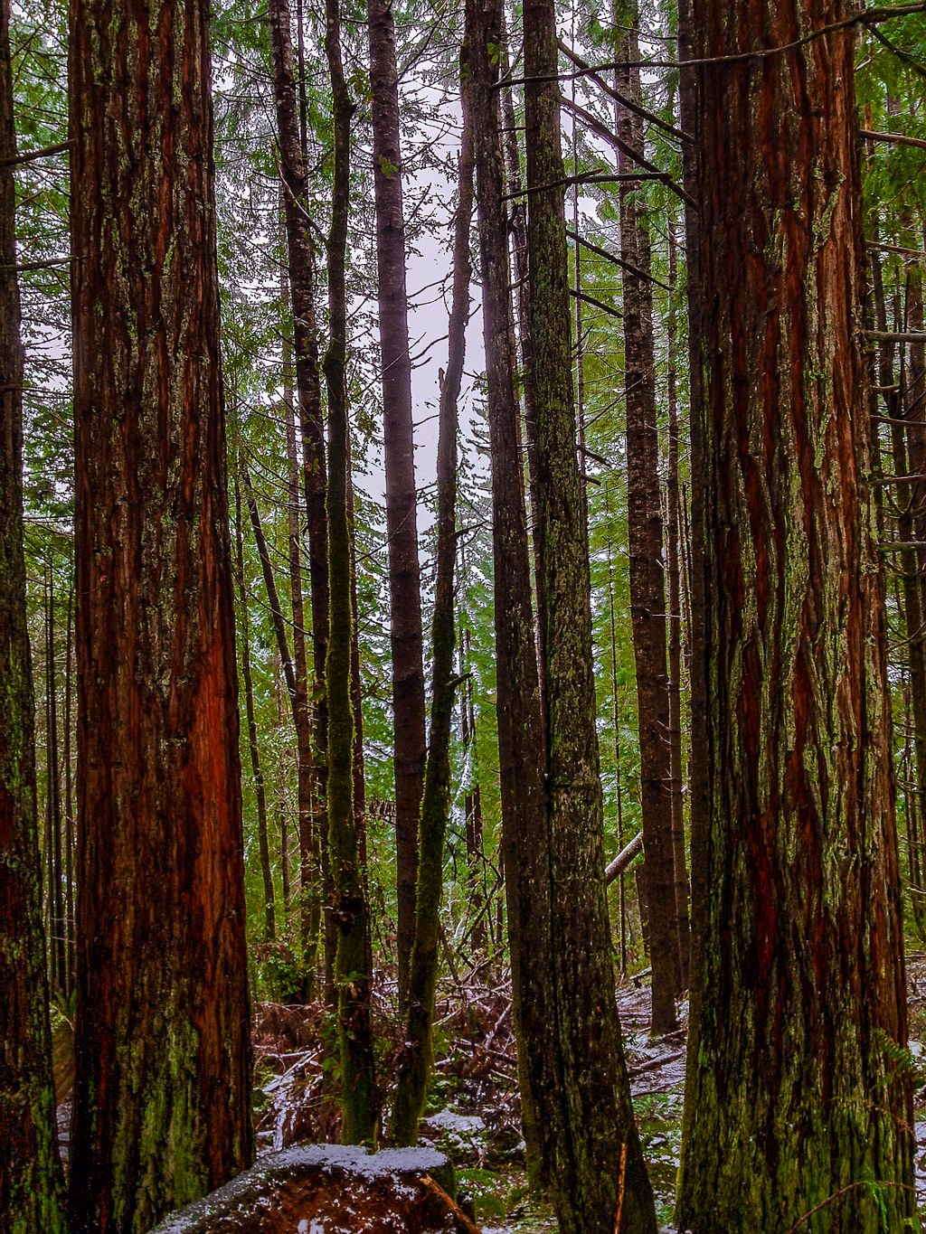 Lady Bird Johnson Grove Trail, Redwood National Park