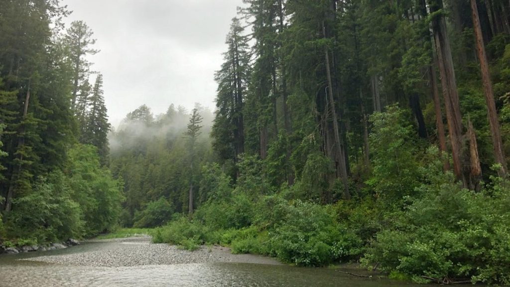 Redwood Creek Trail, Redwood National Park