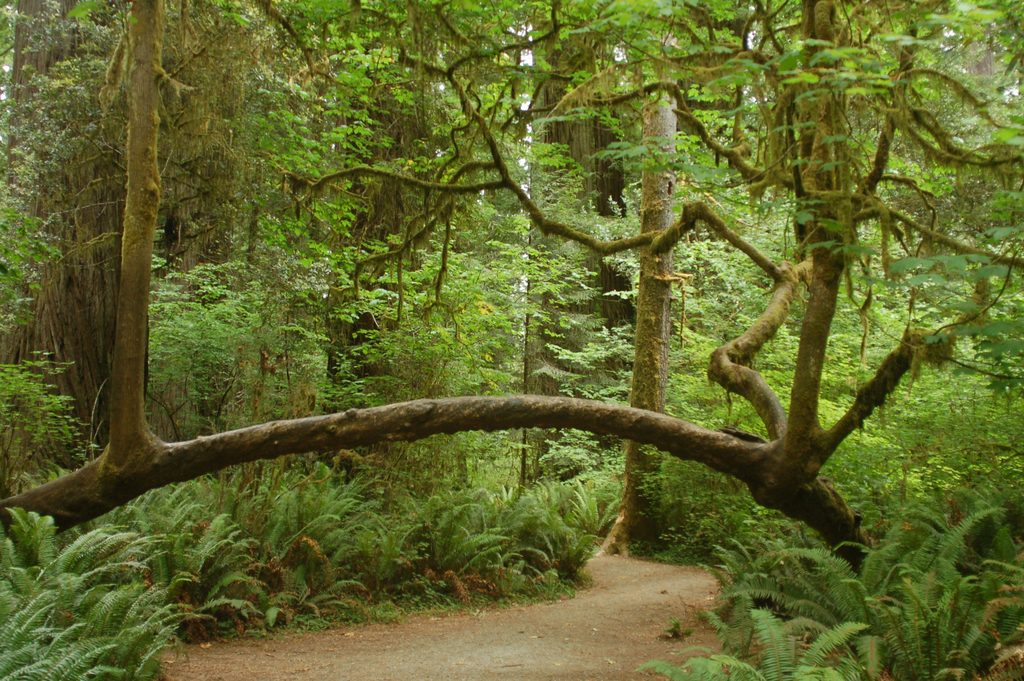Simpson-Reed Grove Trail, Redwood National Park