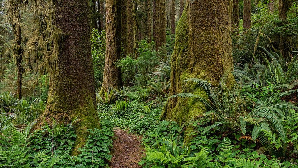 Skunk Cabbage Trail, Redwood National Park