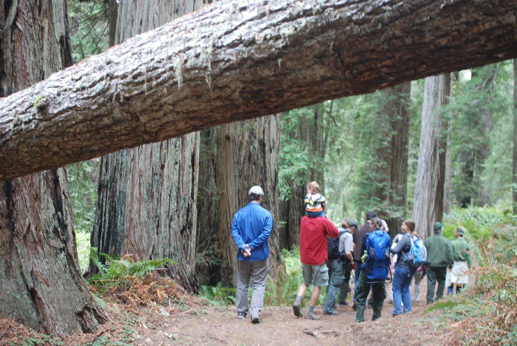 Berry Glen Trail, Redwood National Park