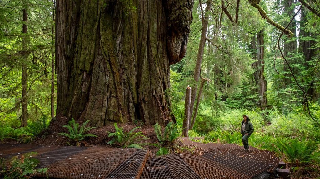 Grove of Titans, Redwood National Park