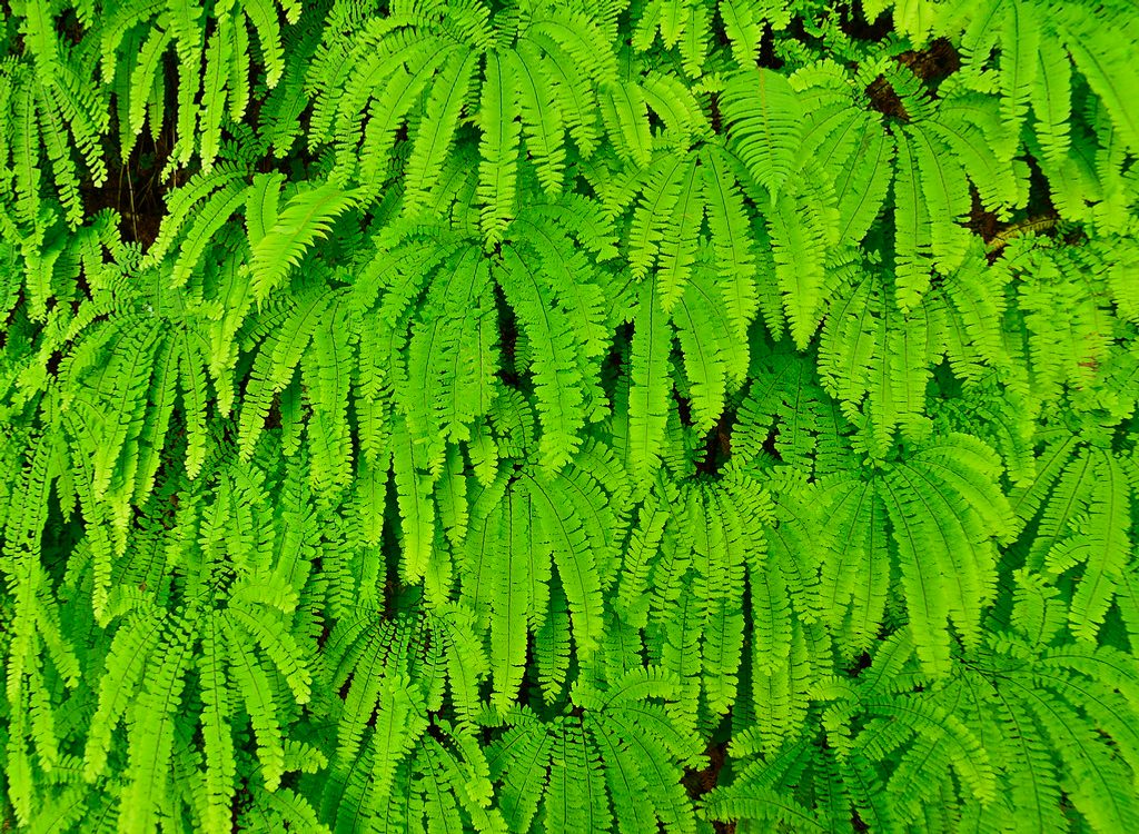 Hiouchi Trail, Redwood National Park