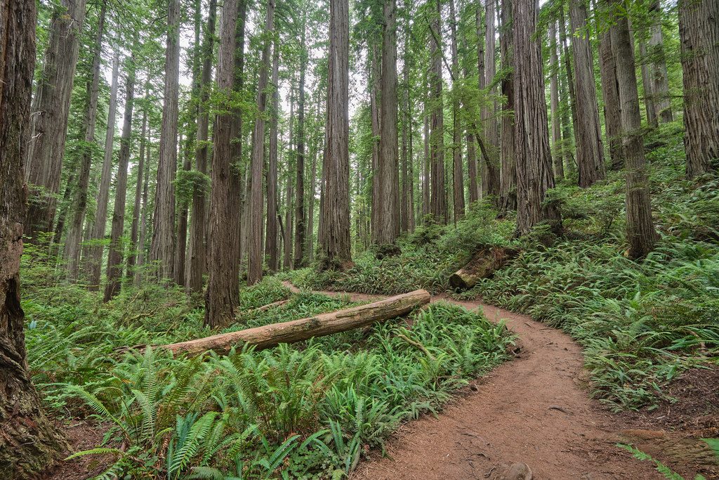Boy Scout Tree Trail, Redwood National Park