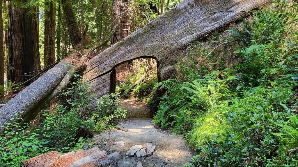 Tall Trees Grove Trail, Redwood National Park