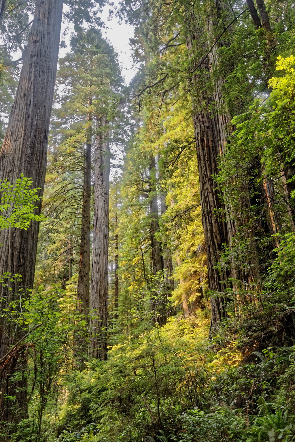 Miner's Ridge Trail, Redwood National Park