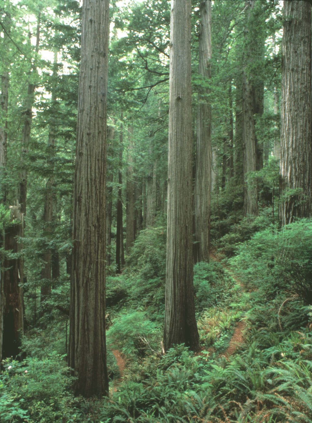 California Coastal Trail Flint Ridge, Redwood National Park