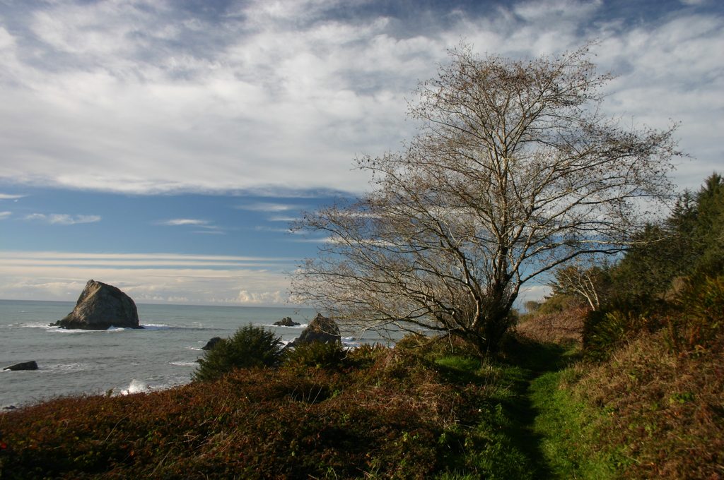 Yurok Loop Trail, Redwood National Park