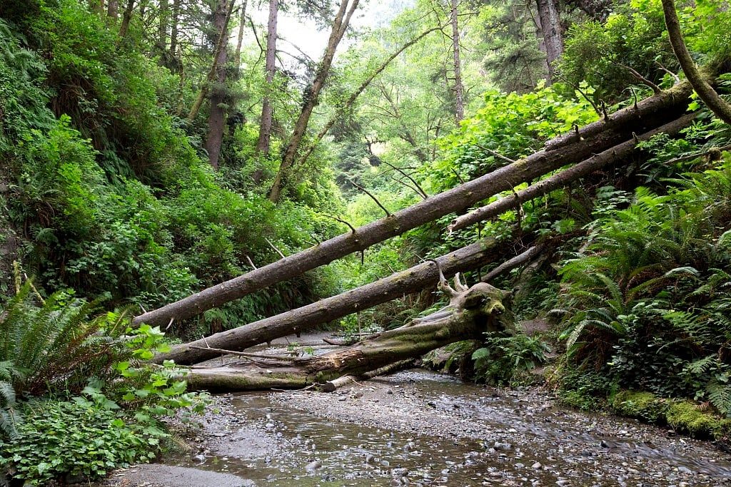 Fern Canyon Loop Trail, Redwood National Park