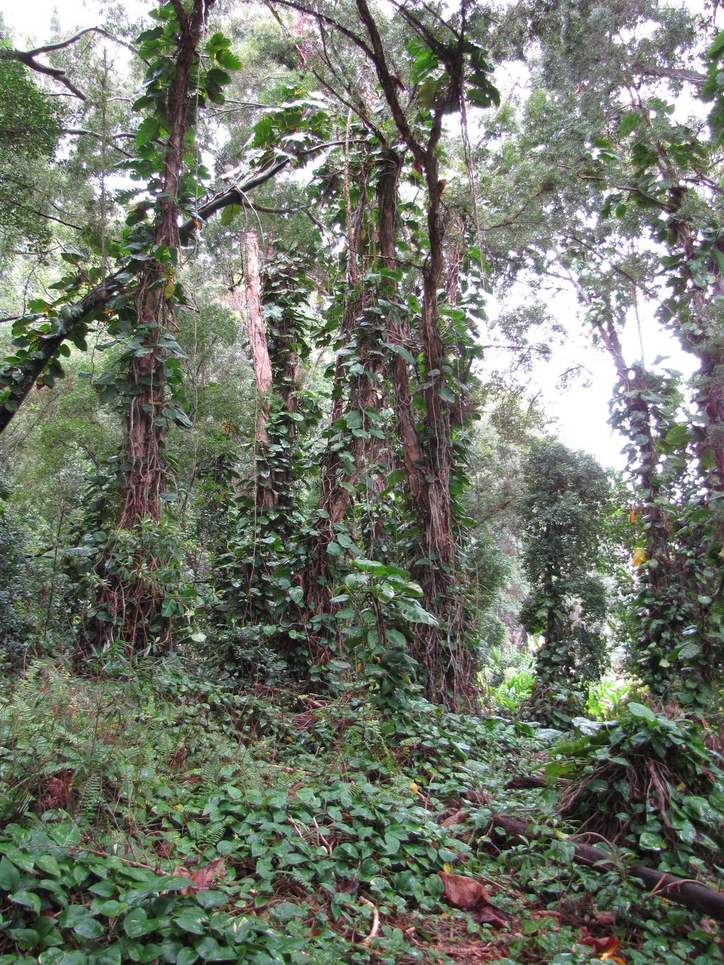 Kaumahina Wayside Loop Trail, Road to Hana