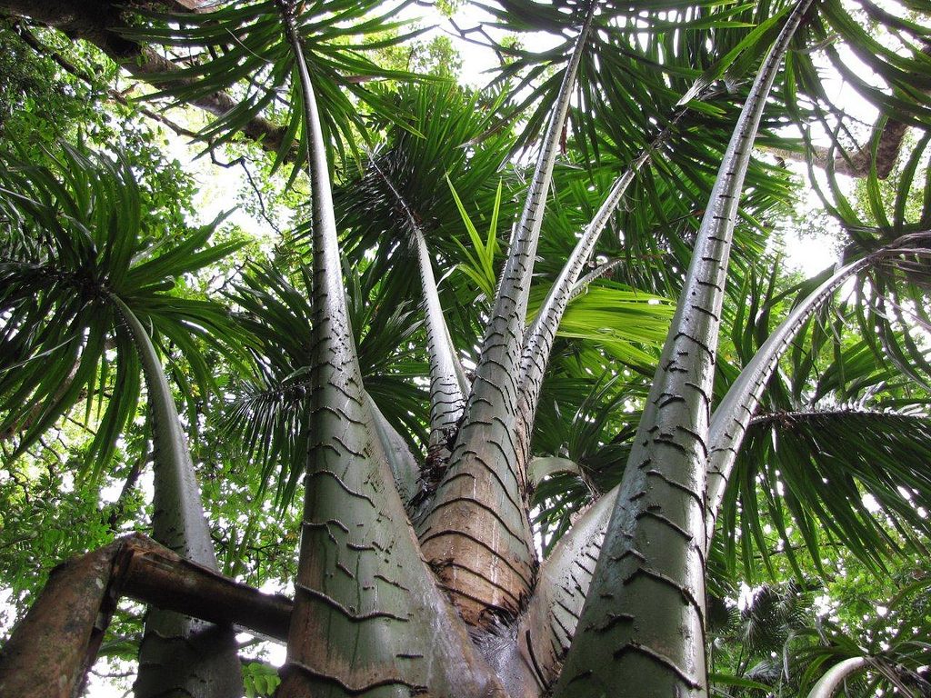 Keʻanae Arboretum Trail, Road to Hana