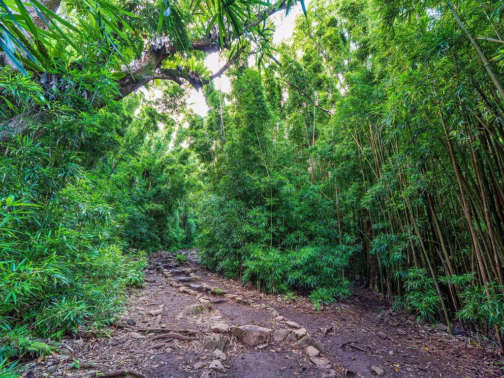 Pipiwai Trail, Road to Hana