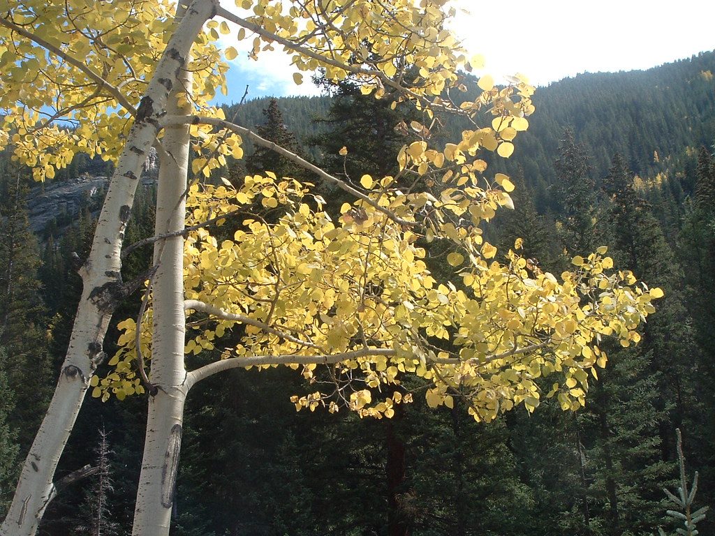 North Inlet Trail, Rocky Mountain National Park