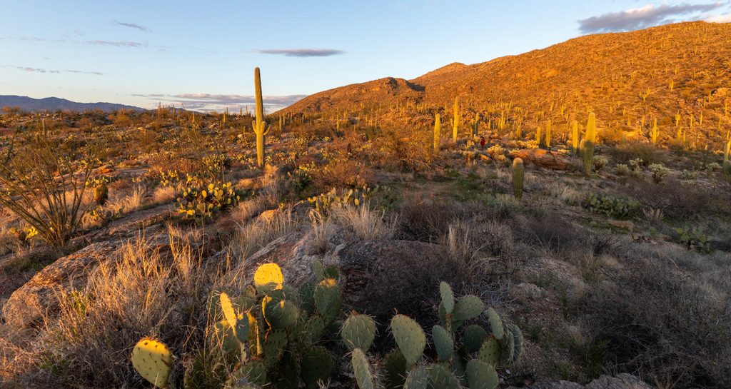 Tanque Verde Ridge Trail, Saguaro National Park