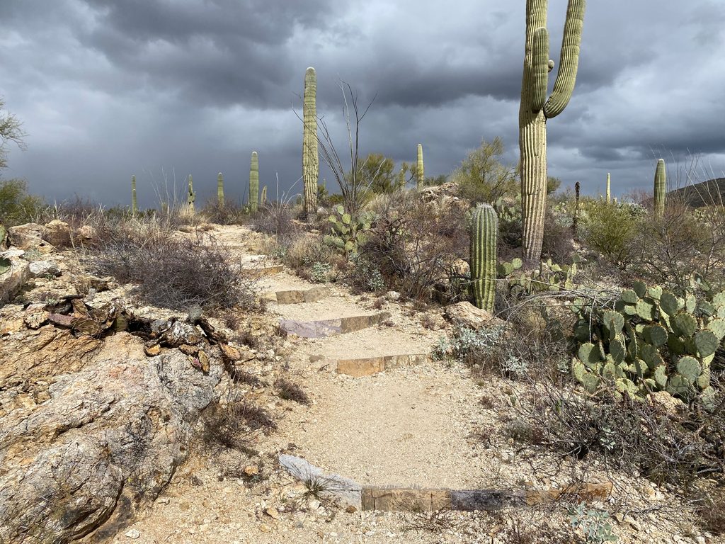 Freeman Homestead Nature Trail, Saguaro National Park