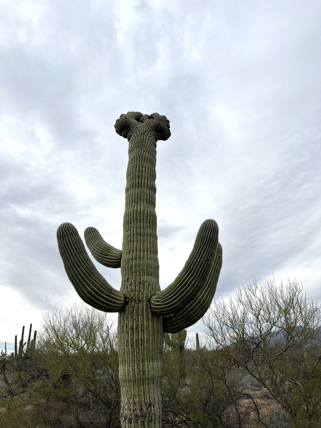 Pink Hill Trail, Saguaro National Park