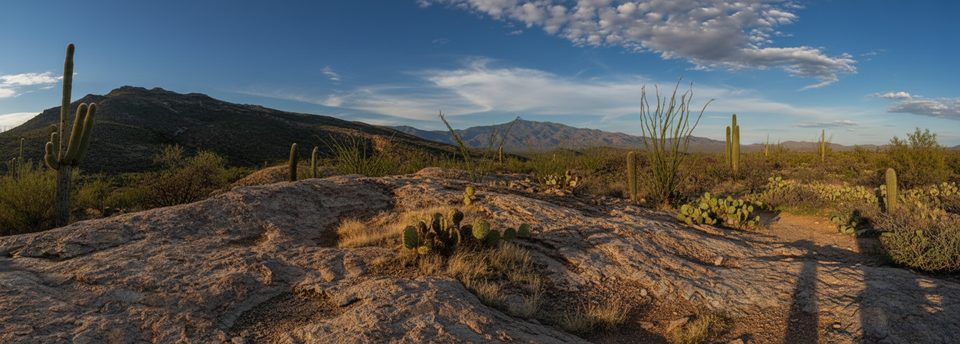 Ridge View Trail, Saguaro National Park