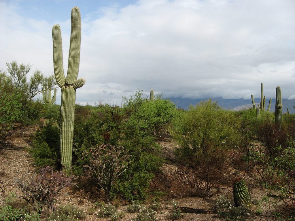 Desert Ecology Trail, Saguaro National Park