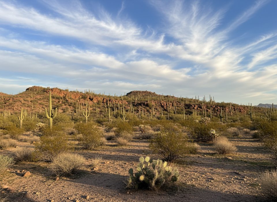 Vertical Cliffs Trail, Saguaro National Park