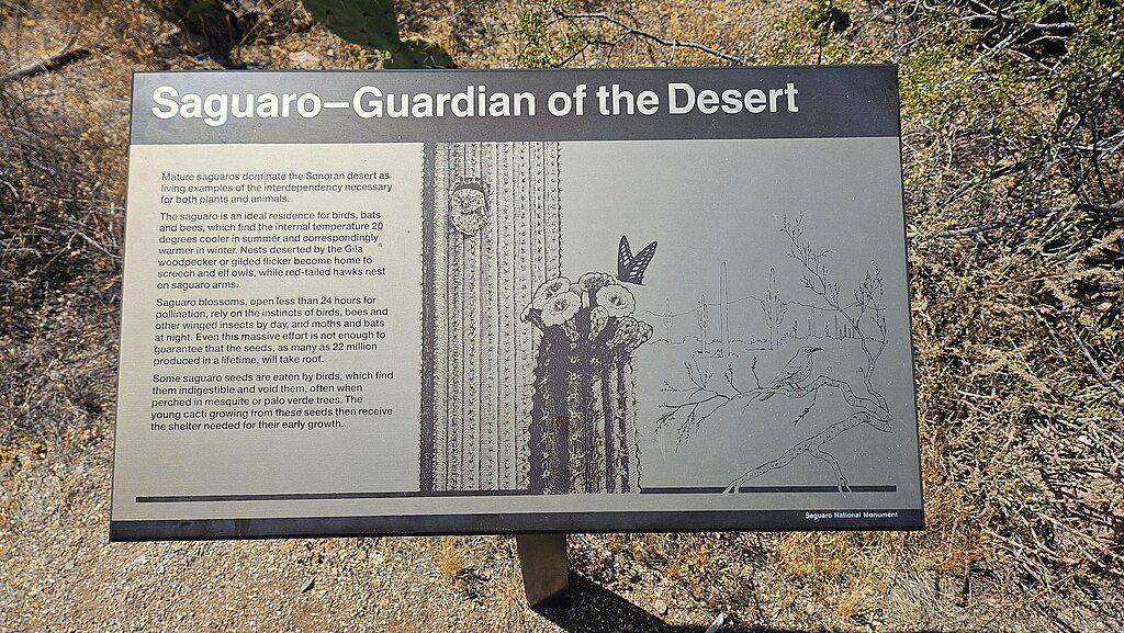 Desert Discovery Nature Trail, Saguaro National Park