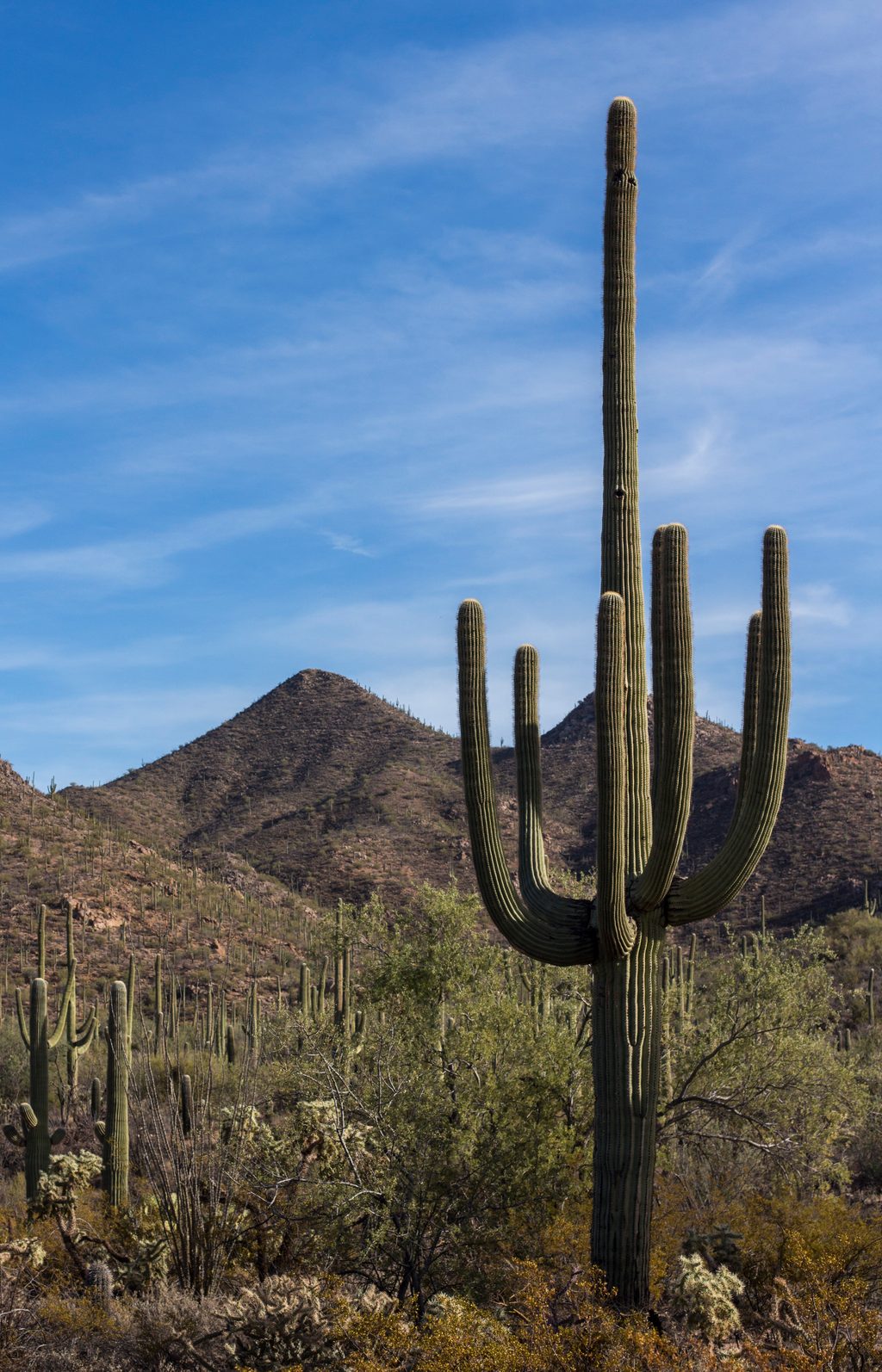 Wild Dog Trail, Saguaro National Park