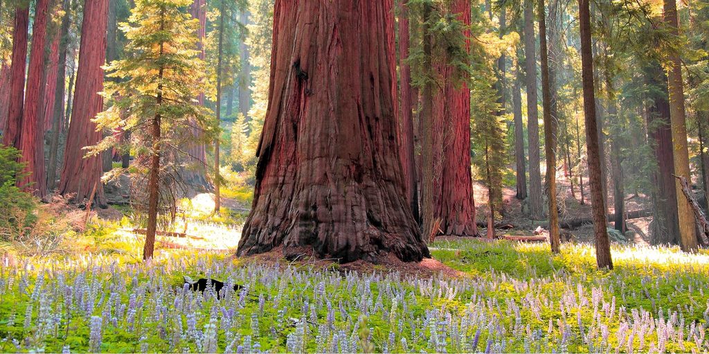 Giant Forest Loop Trail, Sequoia National Park