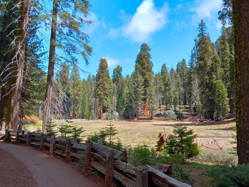 Big Trees Trail, Sequoia National Park