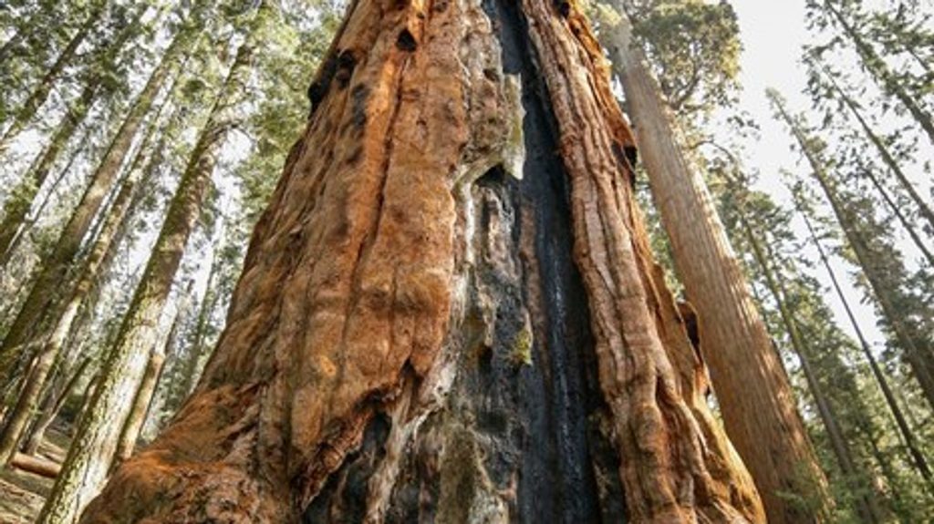 Garfield Grove Trail, Sequoia National Park