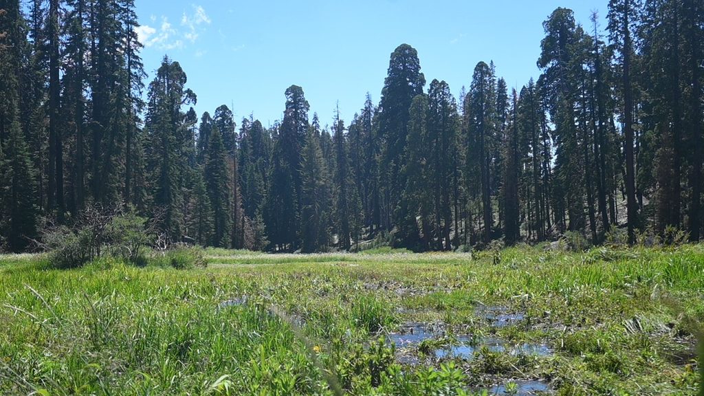 Log Meadow Loop, Sequoia National Park