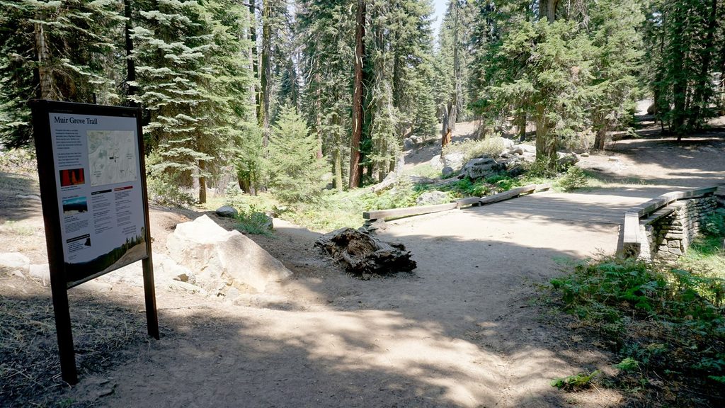 Muir Grove Trail, Sequoia National Park