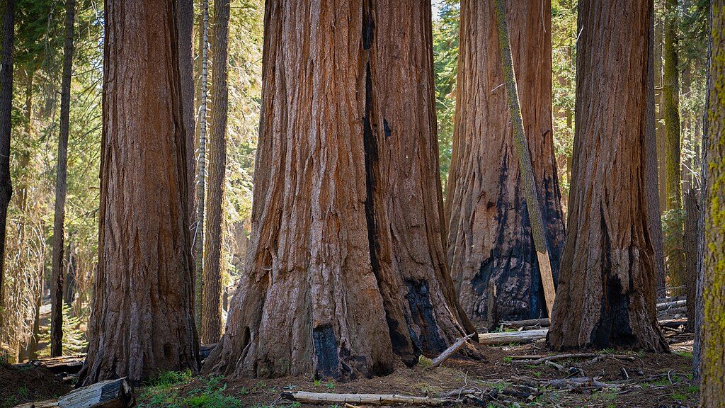Sunset Rock Trail, Sequoia National Park
