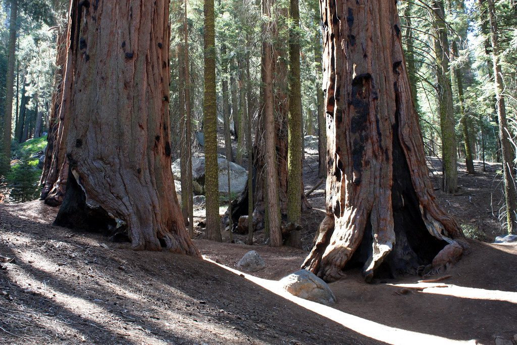 Congress Trail, Sequoia National Park
