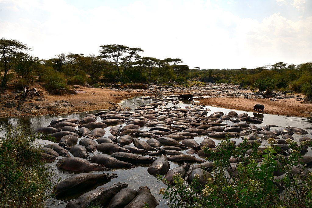 Retina Hippo Pool Walk, Serengeti National Park