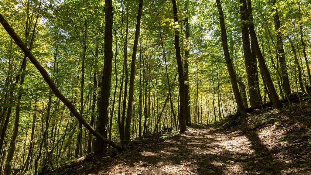 South River Falls Trail, Shenandoah National Park